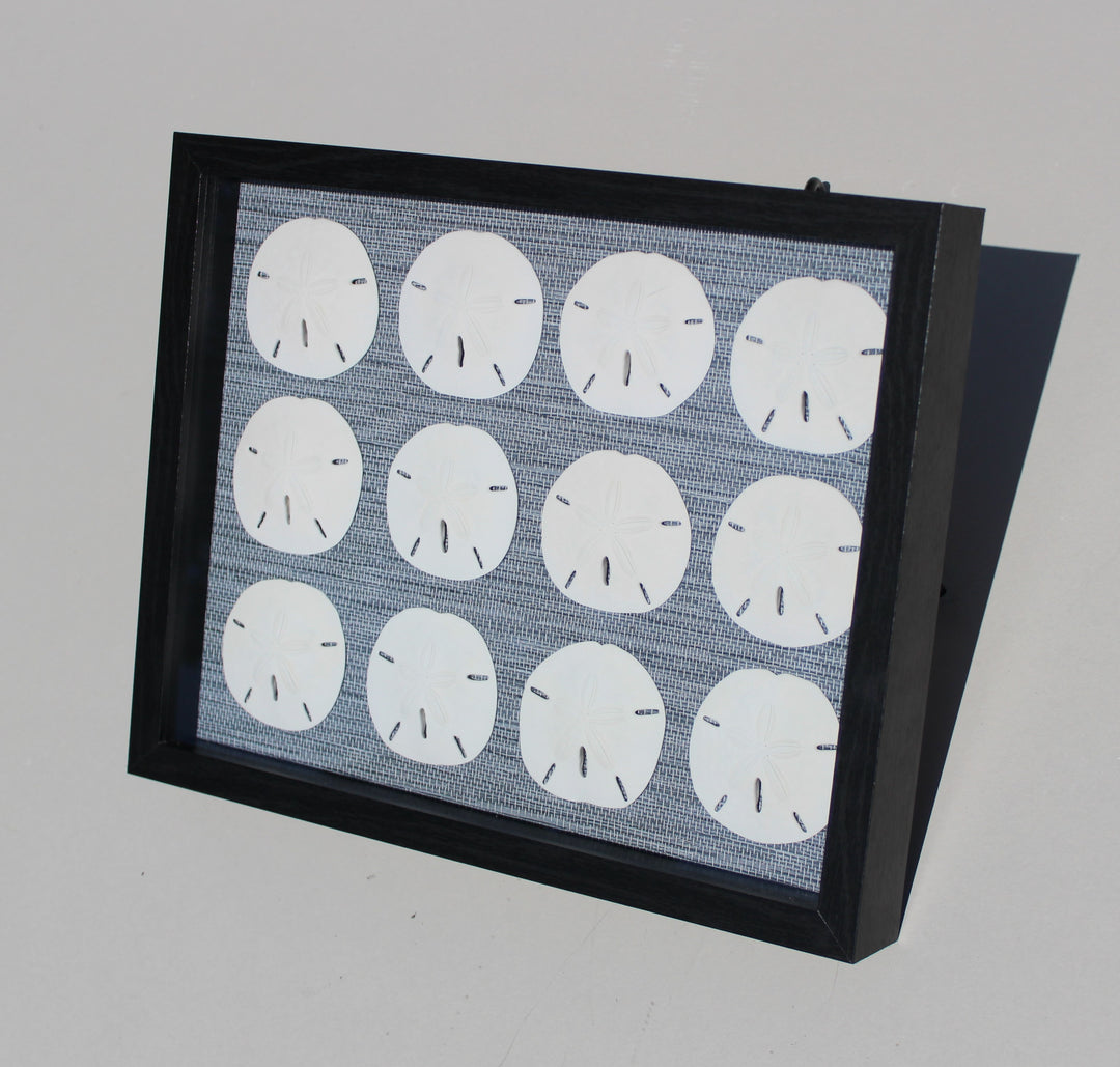Sand Dollar Shadow Box with 12 Rounds (11" x 14")