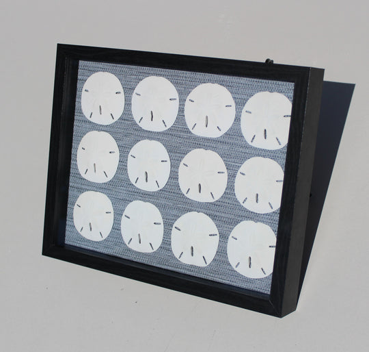 Sand Dollar Shadow Box with 12 Rounds (11" x 14")
