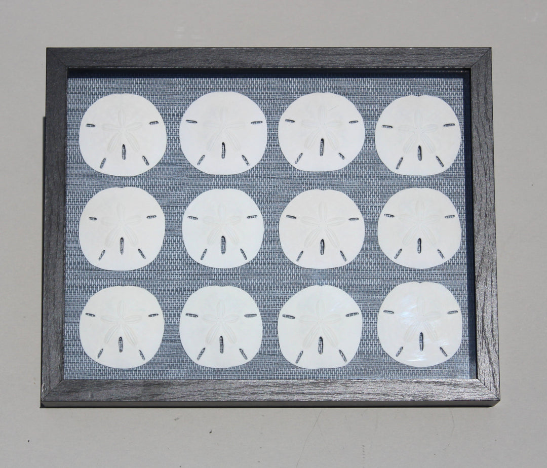 Sand Dollar Shadow Box with 12 Rounds (11" x 14")