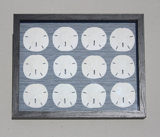 Sand Dollar Shadow Box with 12 Rounds (11" x 14")