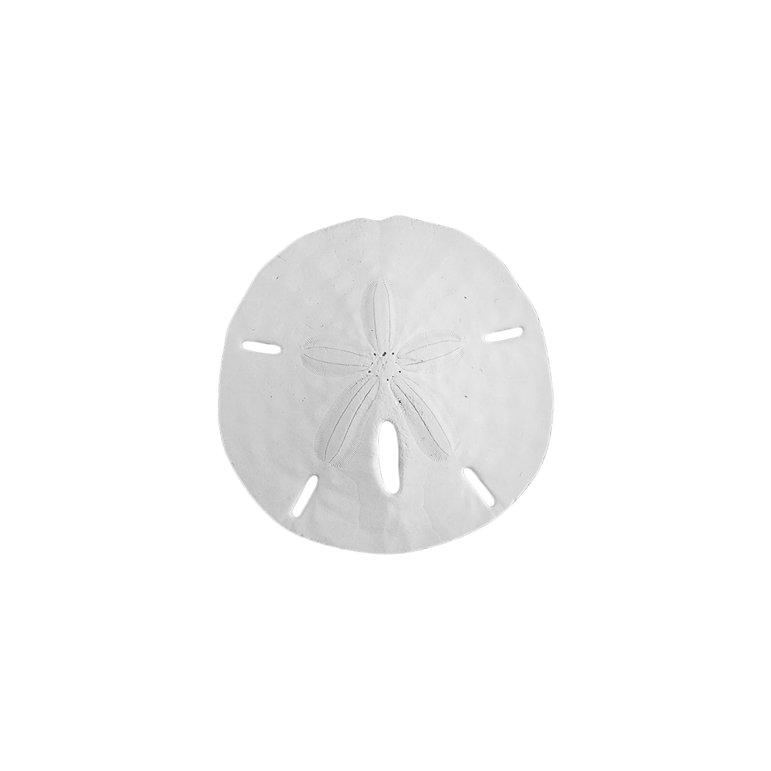 2.5 - 3" Round Sand Dollars