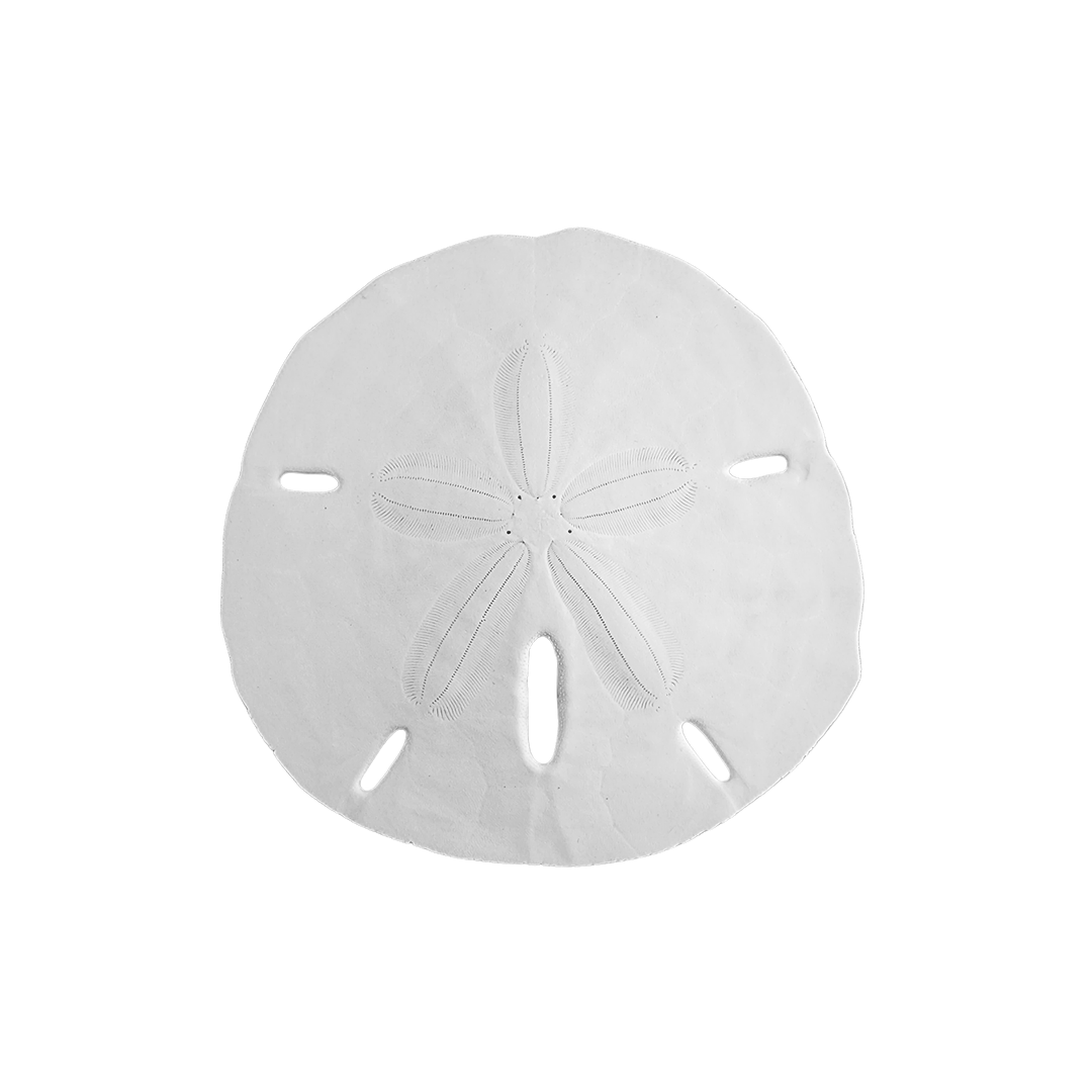 3.5 - 4" Round Sand Dollars