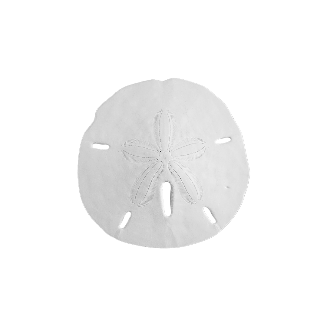 3 - 3.5" Round Sand Dollars