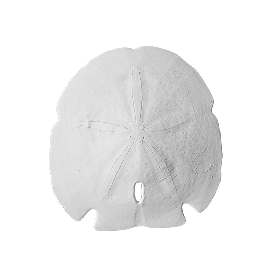 4.5 - 5" Arrowhead Sand Dollars