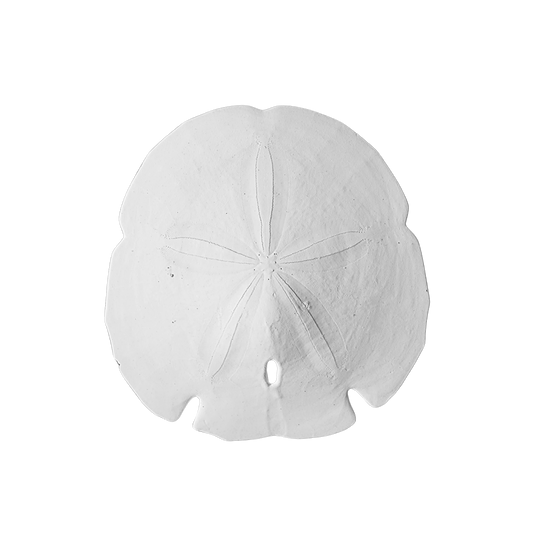 4 - 4.5" Arrowhead Sand Dollars