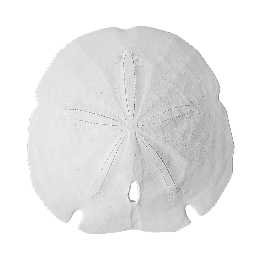 5.5 - 6" Arrowhead Sand Dollars