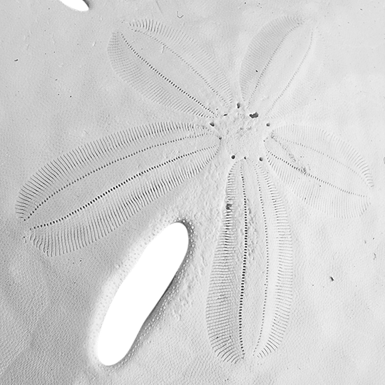 2.5 - 3" Round Sand Dollars