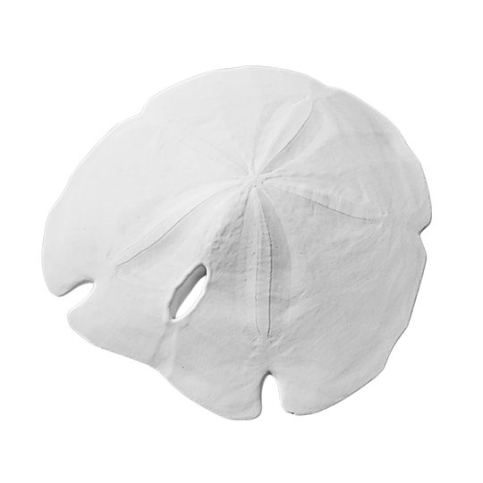 5 - 5.5" Arrowhead Sand Dollars