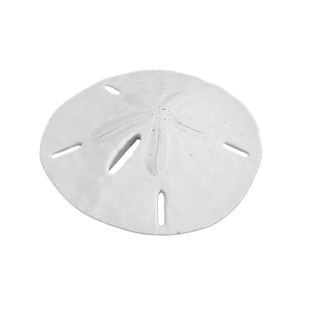 2.5 - 3" Round Sand Dollars
