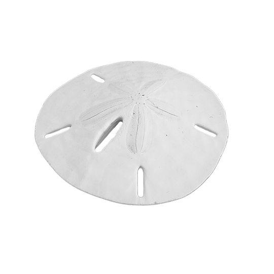 2.5 - 3" Round Sand Dollars