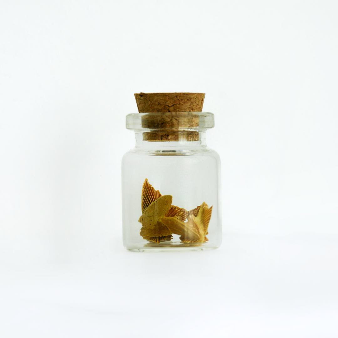 Colored Peace Dove Jars