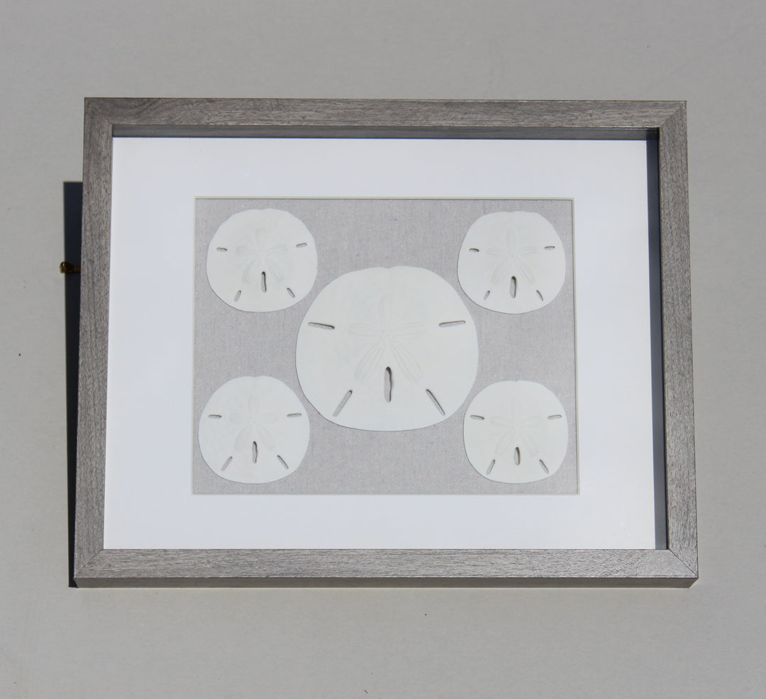 Sand Dollar Shadow Box with 5 Rounds (11" x 14")