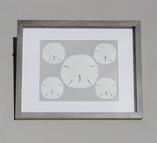Sand Dollar Shadow Box with 5 Rounds (11" x 14")