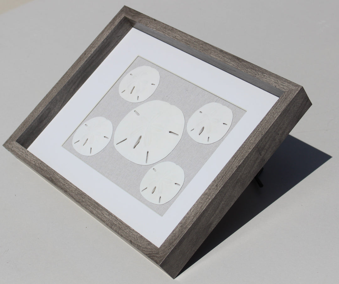 Sand Dollar Shadow Box with 5 Rounds (11" x 14")