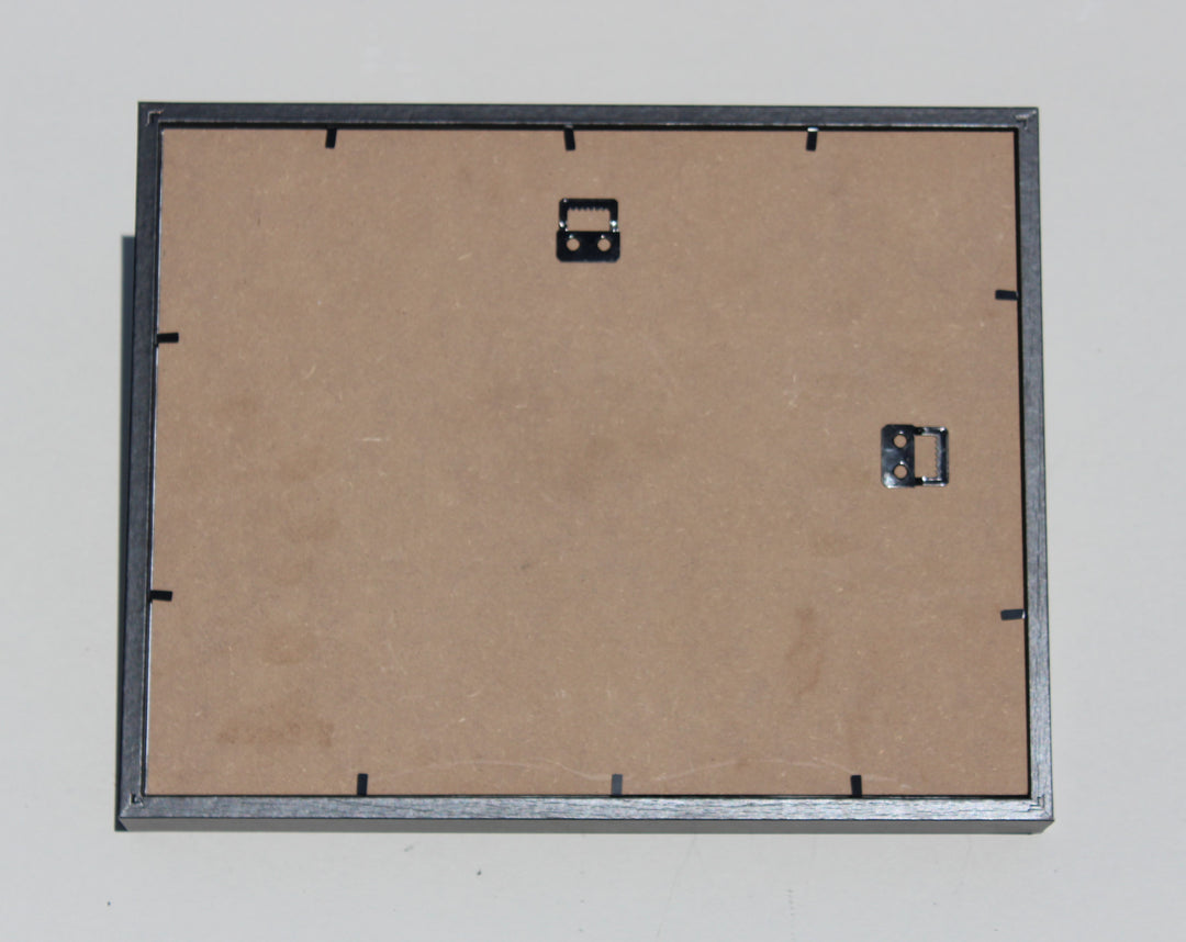 Sand Dollar Shadow Box with 12 Rounds (11" x 14")