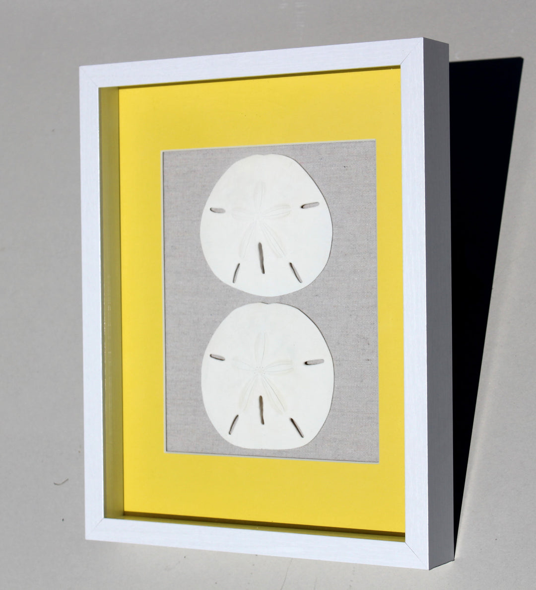Sand Dollar Shadow Box with Yellow Matting (11" x 14")