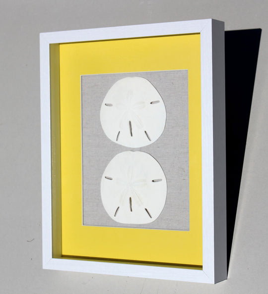 Sand Dollar Shadow Box with Yellow Matting (11" x 14")