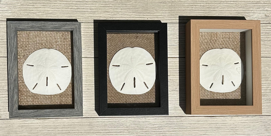 Sand Dollar Shadow Box (5" x 7")