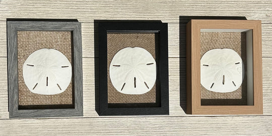 Sand Dollar Shadow Box (5" x 7")