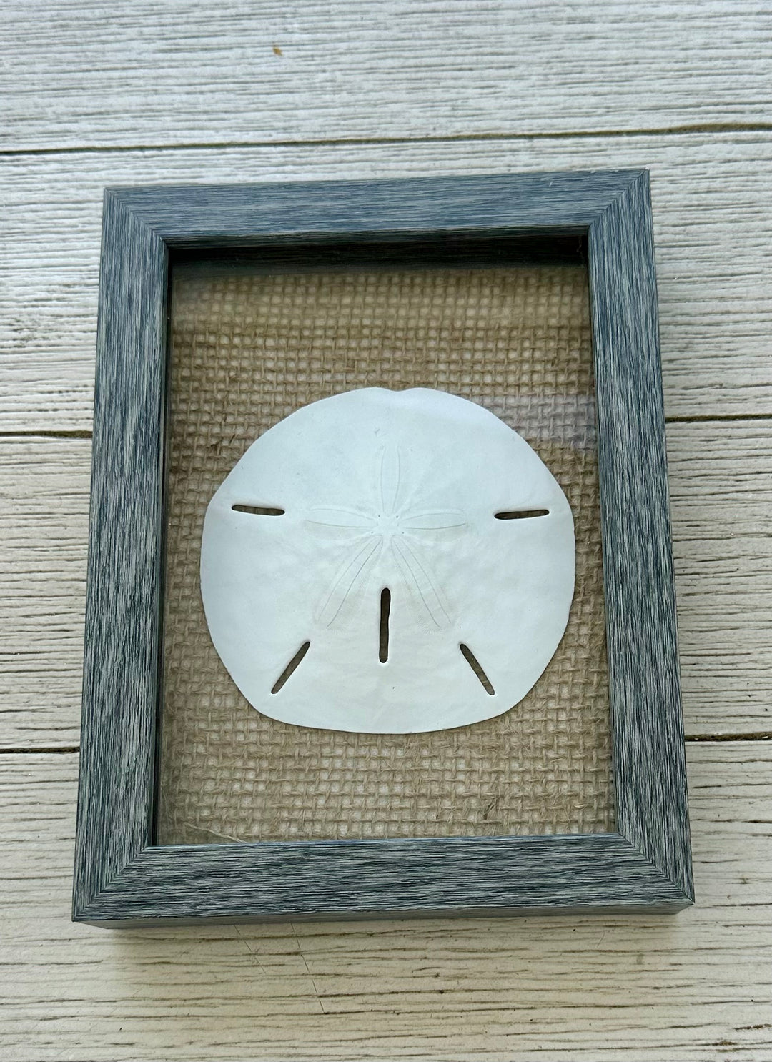Sand Dollar Shadow Box (5" x 7")