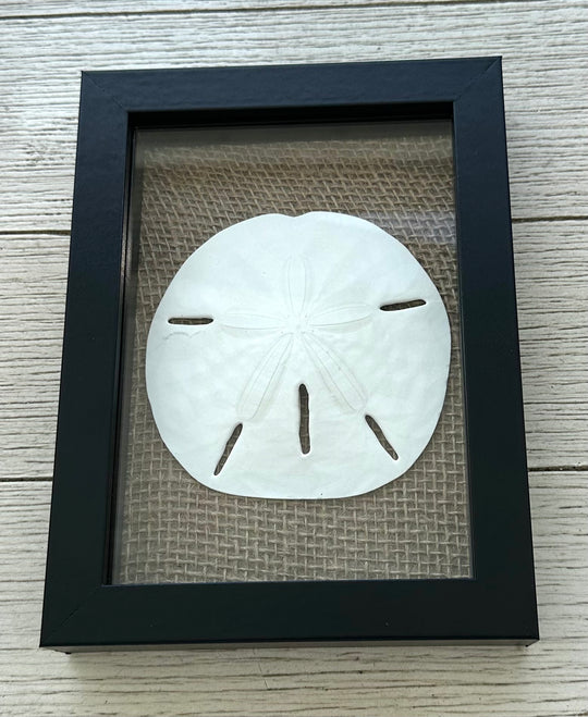Sand Dollar Shadow Box (5" x 7")