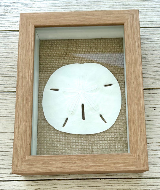 Sand Dollar Shadow Box (5" x 7")