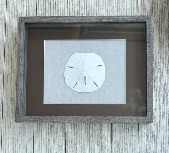 Sand Dollar Shadow Box with Dark Brown Matting (11" x 14")