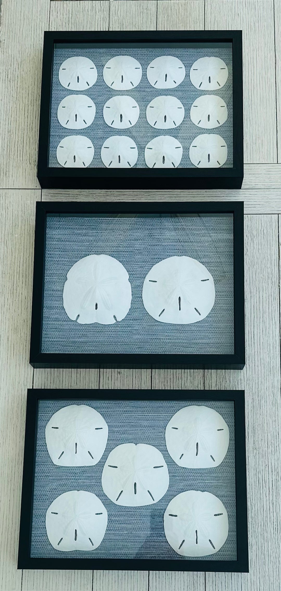 Sand Dollar Shadow Box with 12 Rounds (11" x 14")