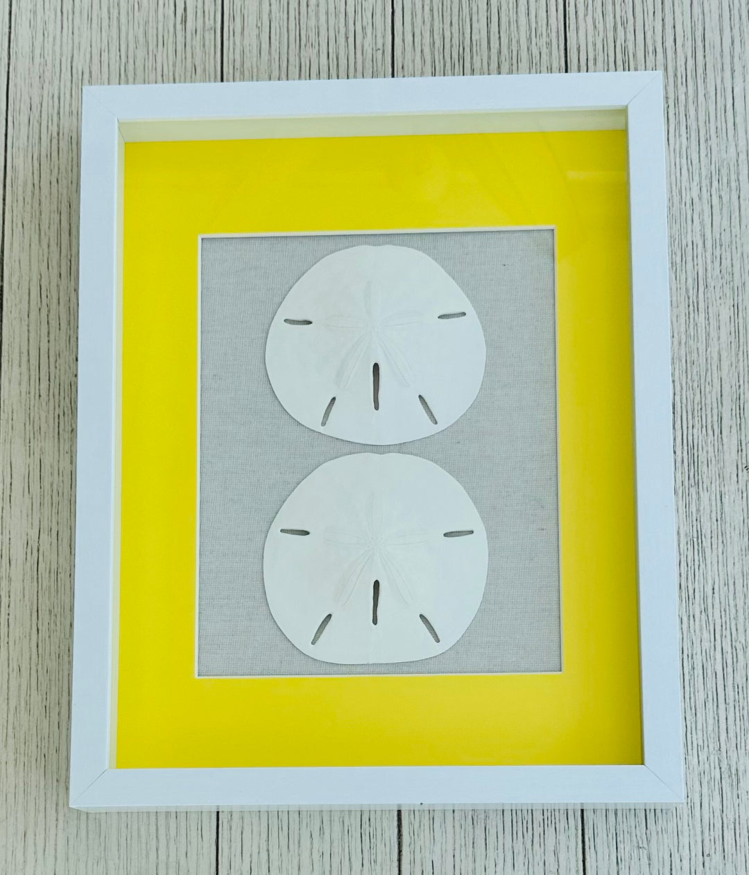 Sand Dollar Shadow Box with Yellow Matting (11" x 14")
