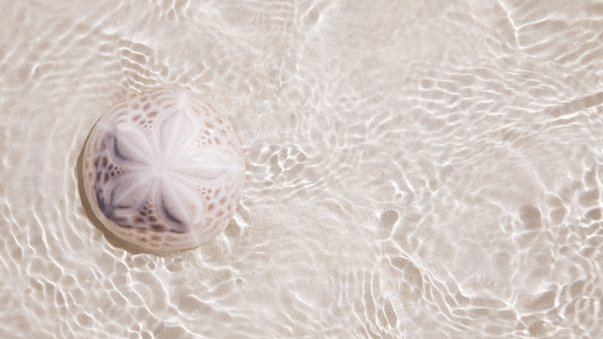 Round Sand Dollars