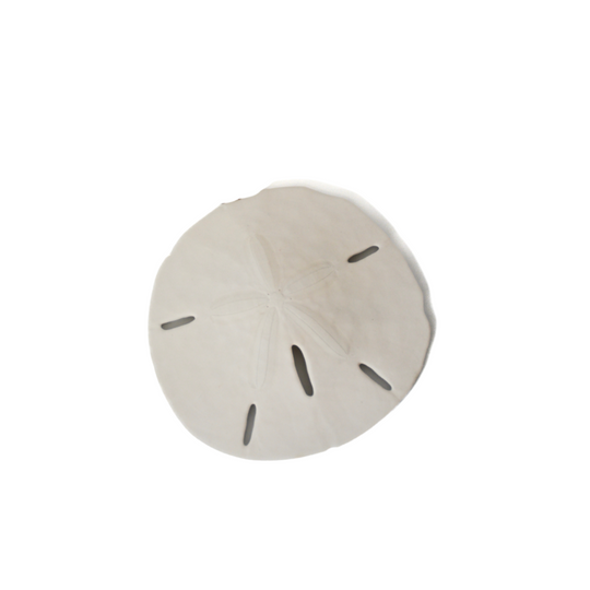 Sand Dollar Magnet Set (25)