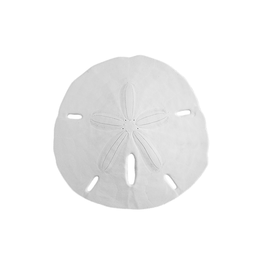 3.5 - 4" Round Sand Dollars