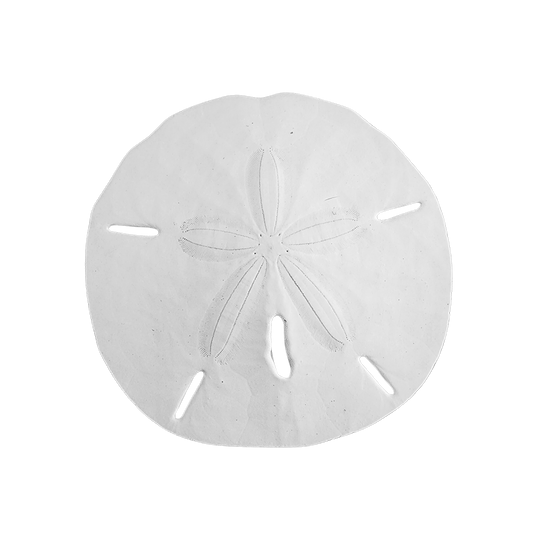 4.5 - 5" Round Sand Dollars