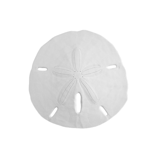 4 - 4.5" Round Sand Dollars