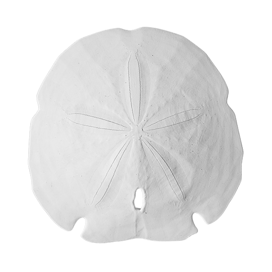 5.5 - 6" Arrowhead Sand Dollars